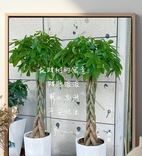 室内发财树的养护技巧有哪些？