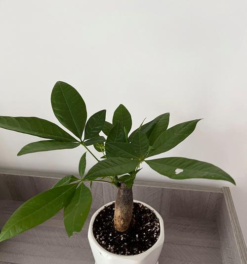 室内发财树的养护技巧有哪些？