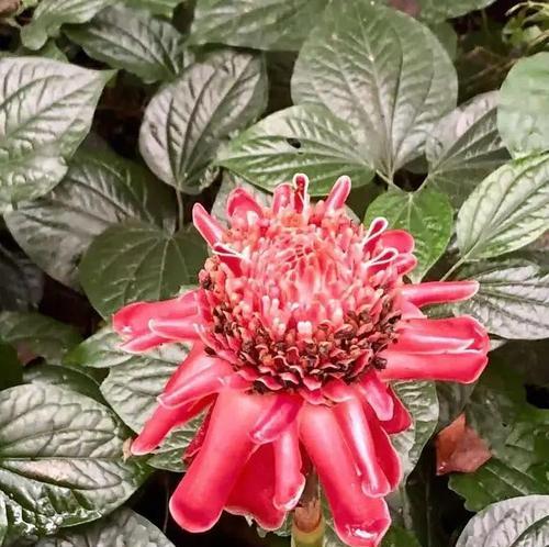 姜花种植技巧有哪些？怎样才能成功种出姜花？