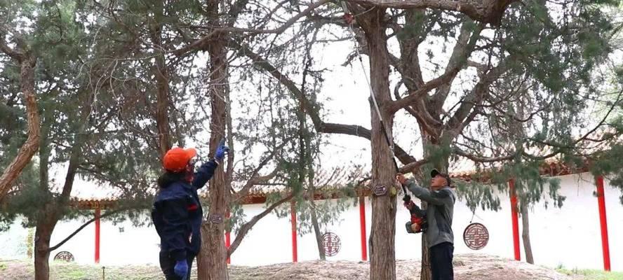 古树养护需要注意哪些问题？