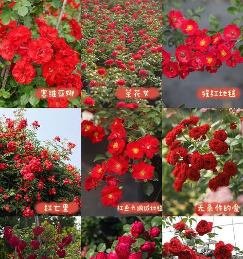 红玫瑰有多少品种？如何挑选最美丽的红玫瑰？