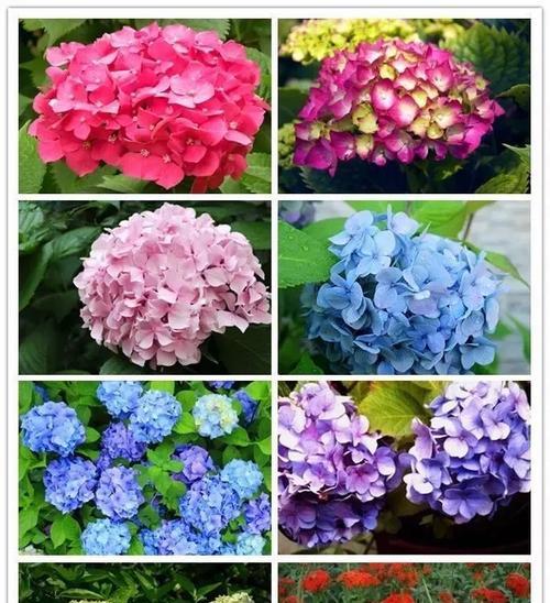 花卉品种有哪些？花卉名称及特点全解析！