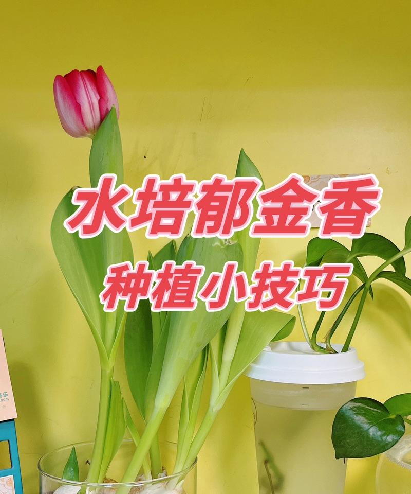 哪些花卉适合水培？水培花卉的挑选和管理技巧是什么？