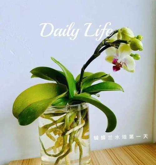 哪些花卉适合水培？水培花卉的挑选和管理技巧是什么？
