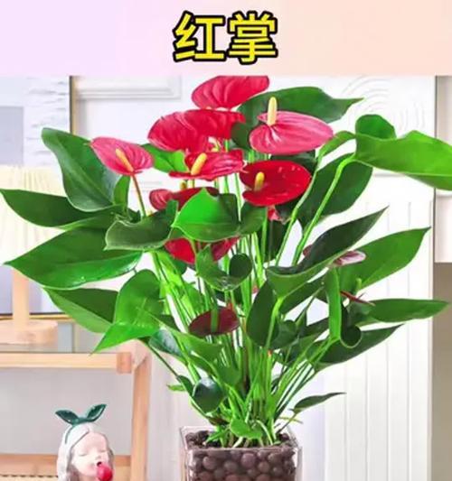哪些花卉适合水培？水培花卉的挑选和管理技巧是什么？