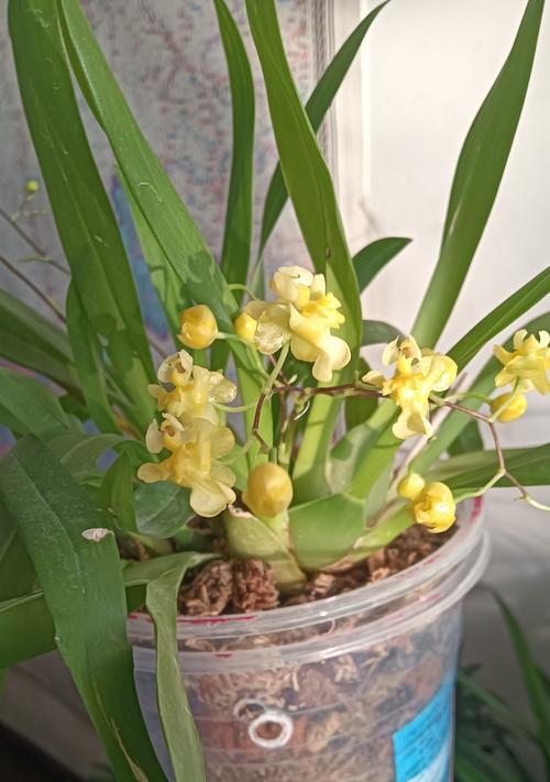 种植兰花推荐使用哪种花盆？