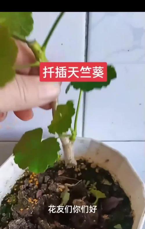 天竺葵扦插的步骤是什么？