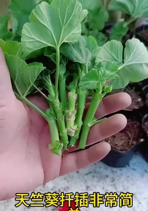 天竺葵扦插的步骤是什么？
