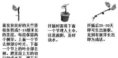 天竺葵扦插的步骤是什么？