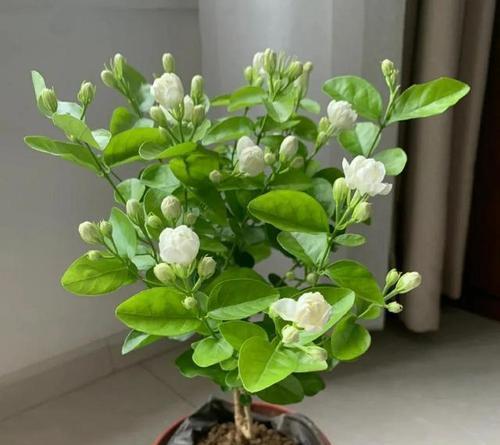 哪些花卉适合在阳光直射的环境中生长？如何养护不怕晒的花卉？