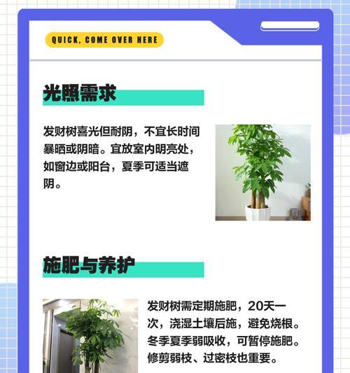 小盆栽发财树的正确养护技巧是什么？