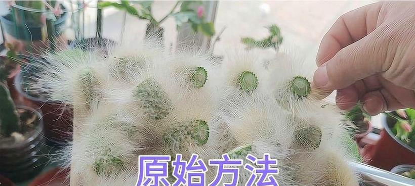 仙人掌插扦方法及注意事项？