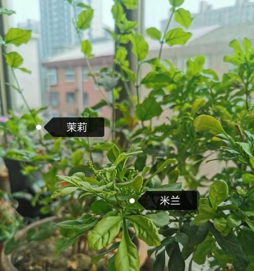 盆栽植物怎么养？有哪些常见问题需要注意？