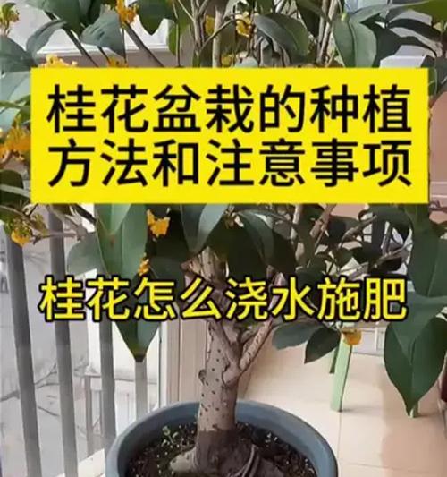 盆栽植物怎么养？有哪些常见问题需要注意？