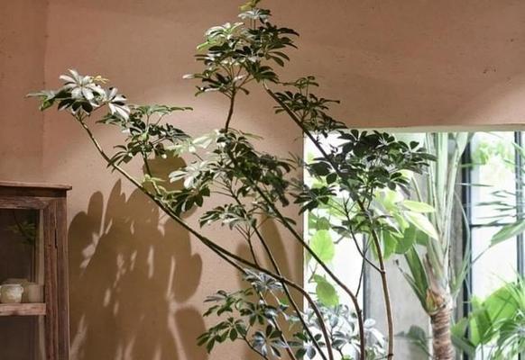 盆栽植物怎么养？有哪些常见问题需要注意？