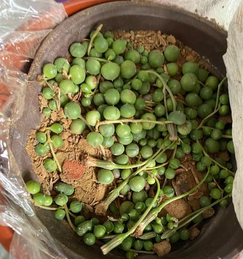 佛珠植物的栽种方法是什么？