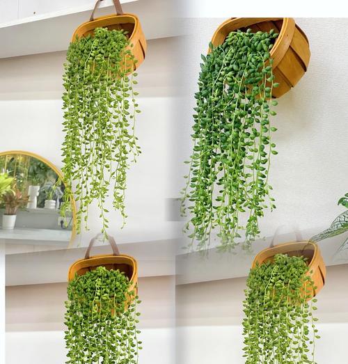 佛珠植物的栽种方法是什么？
