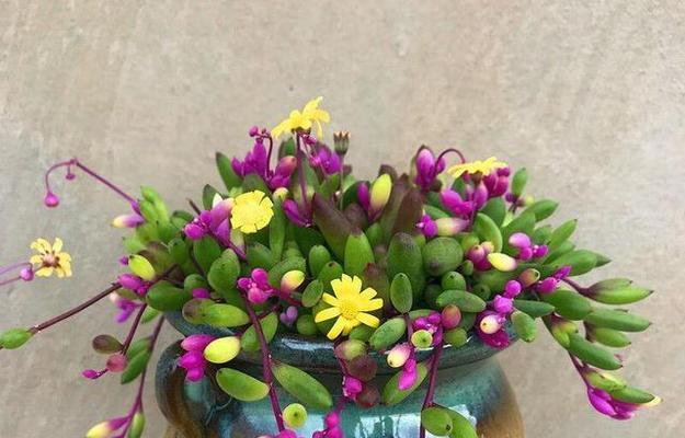佛珠植物的栽种方法是什么？