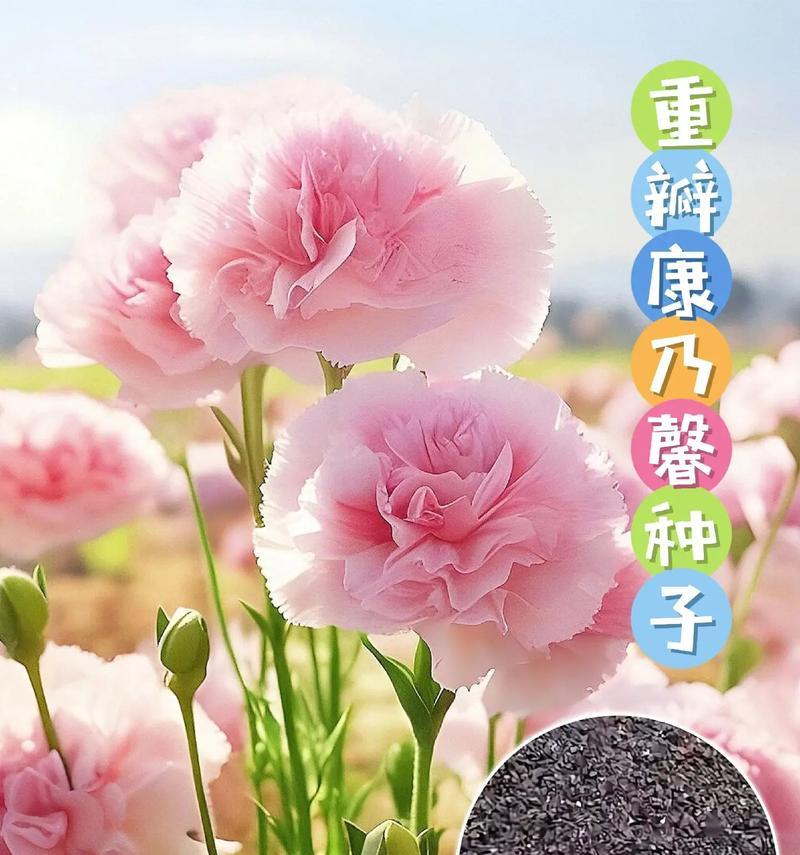 怎么养康乃馨？康乃馨的养殖技巧有哪些？