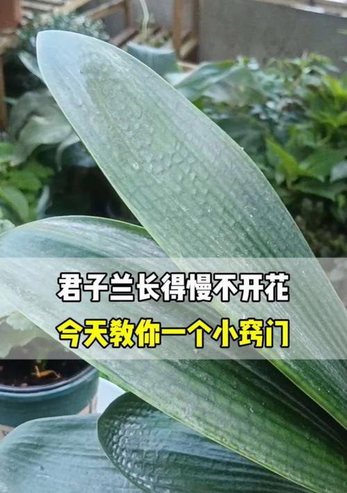 君子兰怎样才能更好地开花？有哪些技巧？