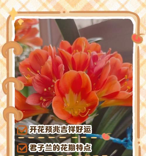 君子兰怎样才能更好地开花？有哪些技巧？