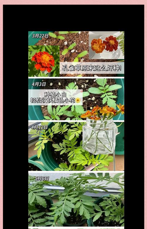 神香草种子种植的正确方法是什么？