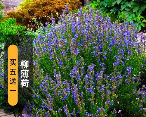 神香草种子种植的正确方法是什么？