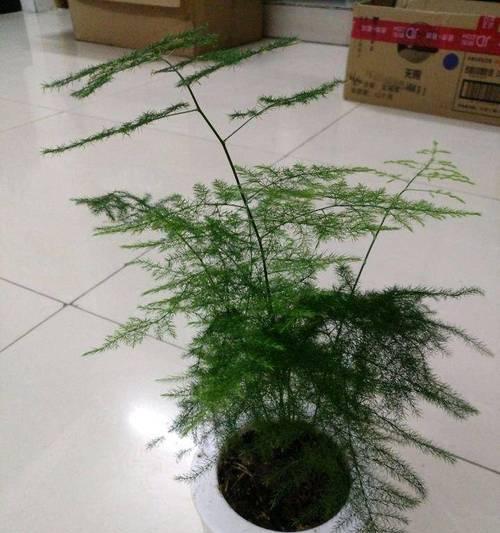 文竹修剪的技巧有哪些？修剪后如何促进新芽生长？