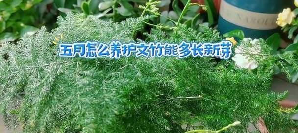 文竹修剪的技巧有哪些？修剪后如何促进新芽生长？