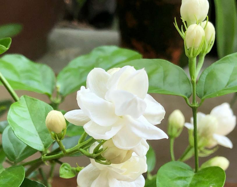 茉莉是什么颜色？它的花语有哪些含义？