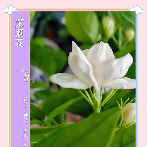 茉莉是什么颜色？它的花语有哪些含义？