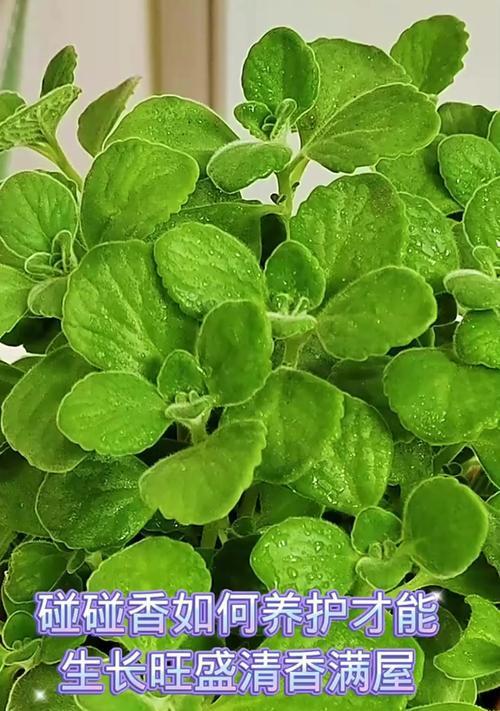 碰碰香的种植方法和养护要点？