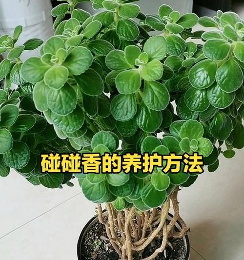碰碰香的种植方法和养护要点？