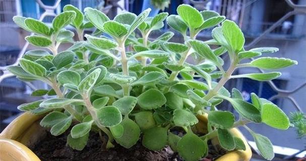 碰碰香的种植方法和养护要点？