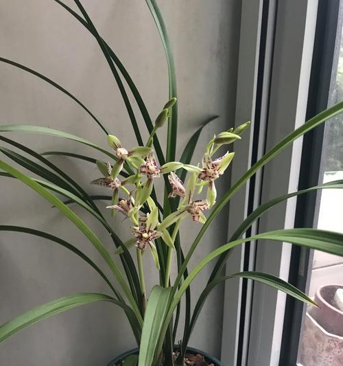 兰花度夏需要注意哪些问题？