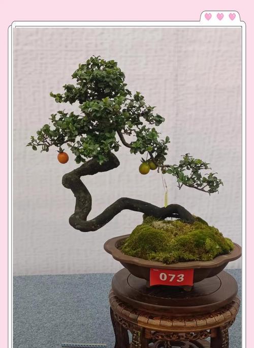 金枣盆景的养护要点有哪些？