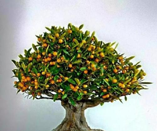 玻璃植物盆景养护要点是什么？如何保持其美观？