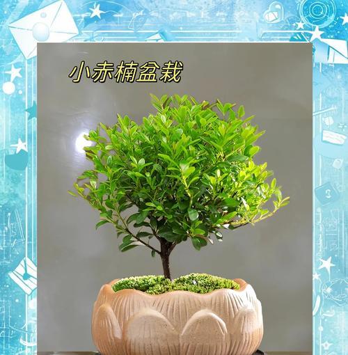 玻璃植物盆景养护要点是什么？如何保持其美观？
