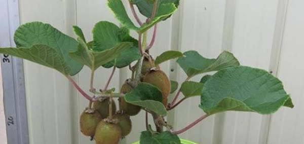 玻璃植物盆景养护要点是什么？如何保持其美观？