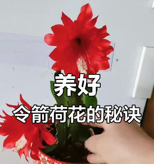 荷花令箭的养殖方法是什么？如何保持其生长？