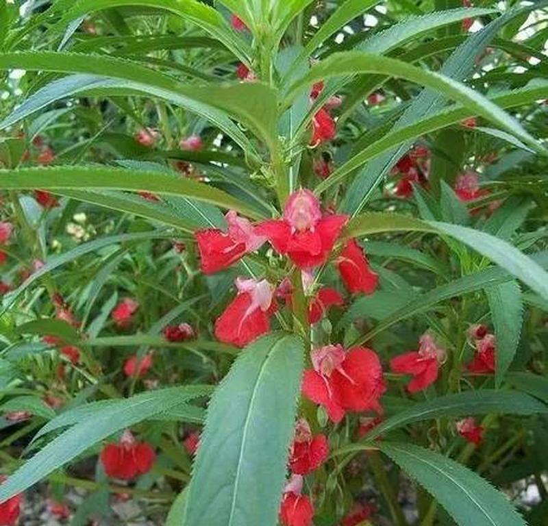 凤仙花有哪些品种？凤仙花品种的特点和种植方法！