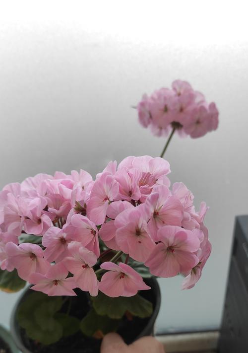 花卉浇水时应选择哪种水质？