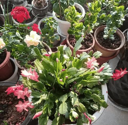 花卉浇水时应选择哪种水质？