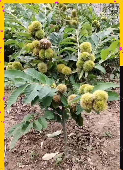 板栗盆栽的种植方法是什么？